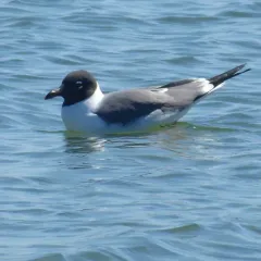 Laughing Gull thumbnail 3