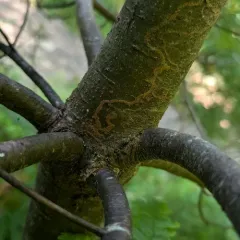 White Pine Barkminer Moth thumbnail 4