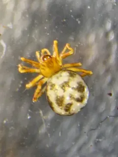 Thymoites camano thumbnail 3