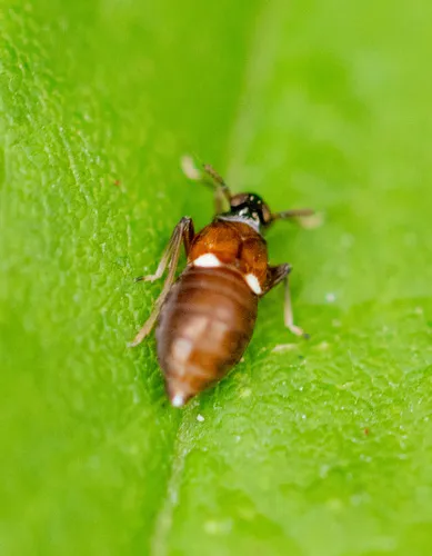 Pissonotus guttatus