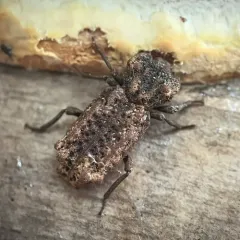 Eastern Ironclad Beetle thumbnail 3