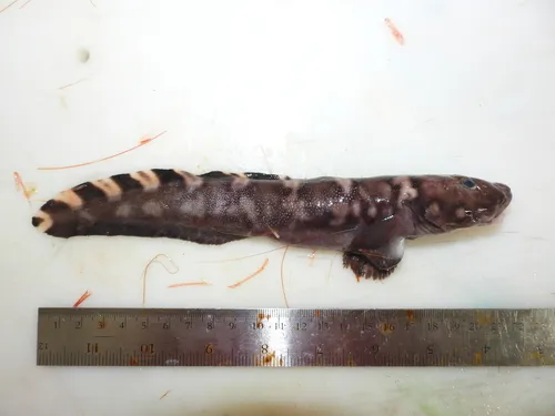 Arctic Eelpout