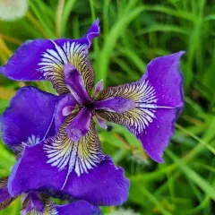 Beach-head Iris thumbnail 3