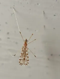 Erioptera needhami thumbnail 3