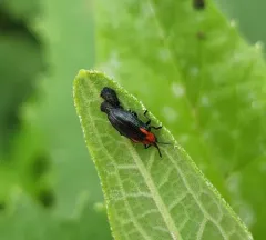 Rosinweed Leaf Miner thumbnail 2