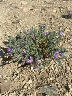 Green River Milkvetch thumbnail 2