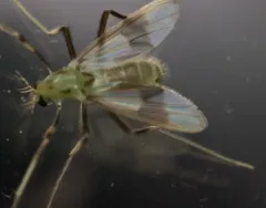 Stenochironomus poecilopterus thumbnail 3