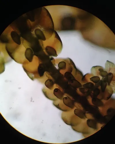 Tamarisk Scalewort