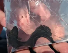 Monkey-faced Prickleback thumbnail 3