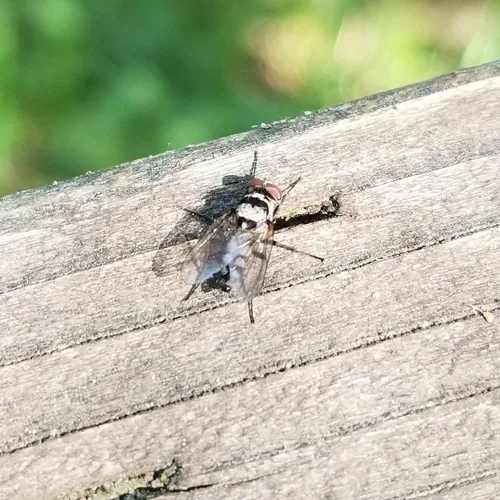 Anthomyia oculifera