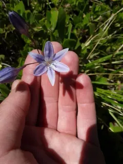 Ithuriel's Spear thumbnail 3