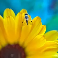Chrysopilus modestus thumbnail 3