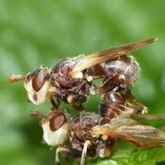 Myopa vesiculosa thumbnail 2