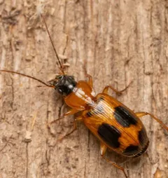 Red-black Spotted Beetle thumbnail 4