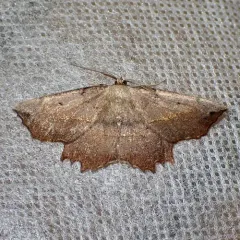 muzaria euchlaena moth thumbnail 1