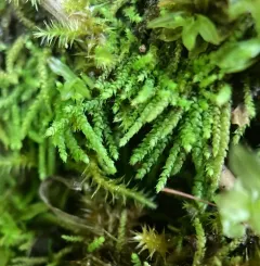 Siberian Myurella Moss thumbnail 2