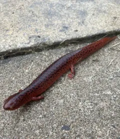 Red Salamander thumbnail 3
