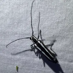 Round-headed Apple Tree Borer thumbnail 2