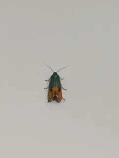 Lepidotarphius perornatella thumbnail 3