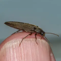Enchodes sericea thumbnail 3