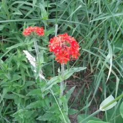 Maltese-cross thumbnail 3