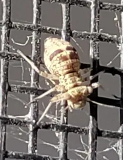 woodland barklouse thumbnail 4