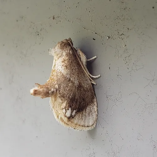 Jeweled Tailed Slug Moth