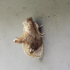 Jeweled Tailed Slug Moth thumbnail 1