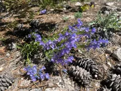 Payson's Beardtongue thumbnail 2