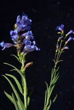 Cusick's beardtongue thumbnail 3