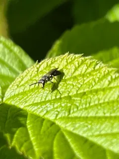 Hylaeus illinoisensis thumbnail 2