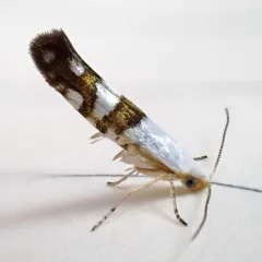 Cherry Shoot Borer Moth thumbnail 2