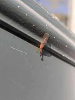 Agulla unicolor thumbnail 2
