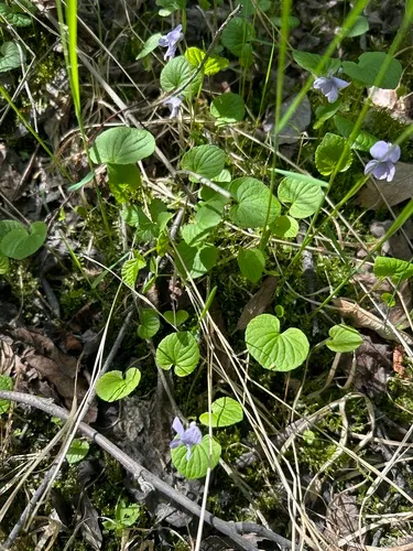 Northern Marsh Violet