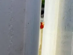 Black-tailed Red Sheetweaver thumbnail 3