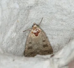 Mottled Rustic thumbnail 2