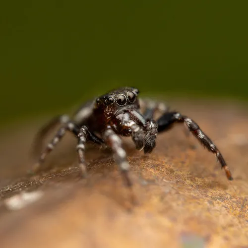 Pelegrina aeneola