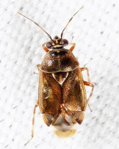 Deraeocoris nubilus thumbnail 2