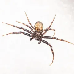 Utah Crab Spider thumbnail 3