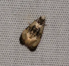 Phalonidia memoranda thumbnail 3