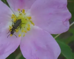 Epicauta pruinosa thumbnail 4