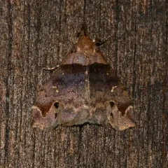 Ambiguous Moth thumbnail 1
