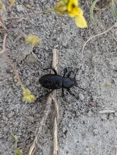 Eleodes carbonaria thumbnail 3