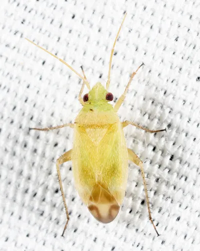 Megalocoleus molliculus