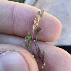 Dwarf Plantain thumbnail 1