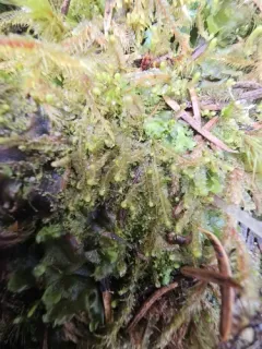 Fuscocephaloziopsis leucantha thumbnail 2