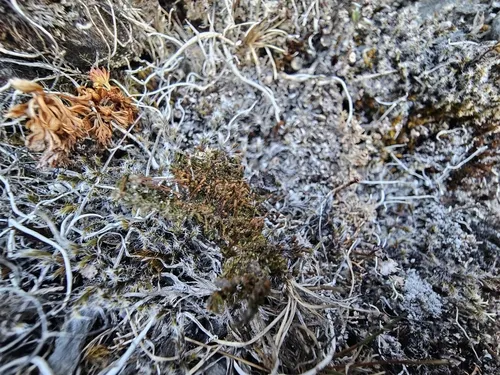 Tetrodontium repandum
