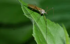 Pseudolimnophila inornata thumbnail 2