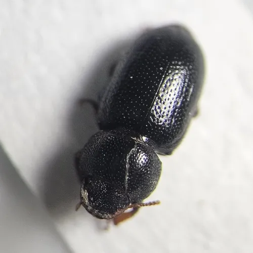 Mountain Darkling Beetle