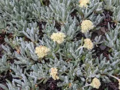 Rock-jasmine Buckwheat thumbnail 2